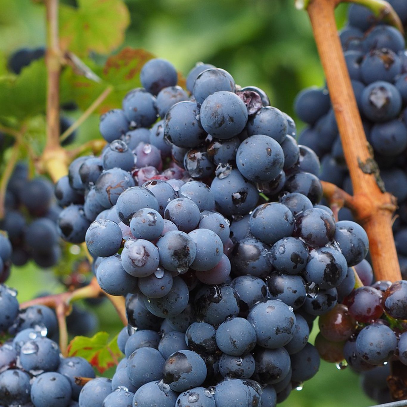 Vinranka – Vitis vinifera 'Attika' - C3 80-100 CM Stick